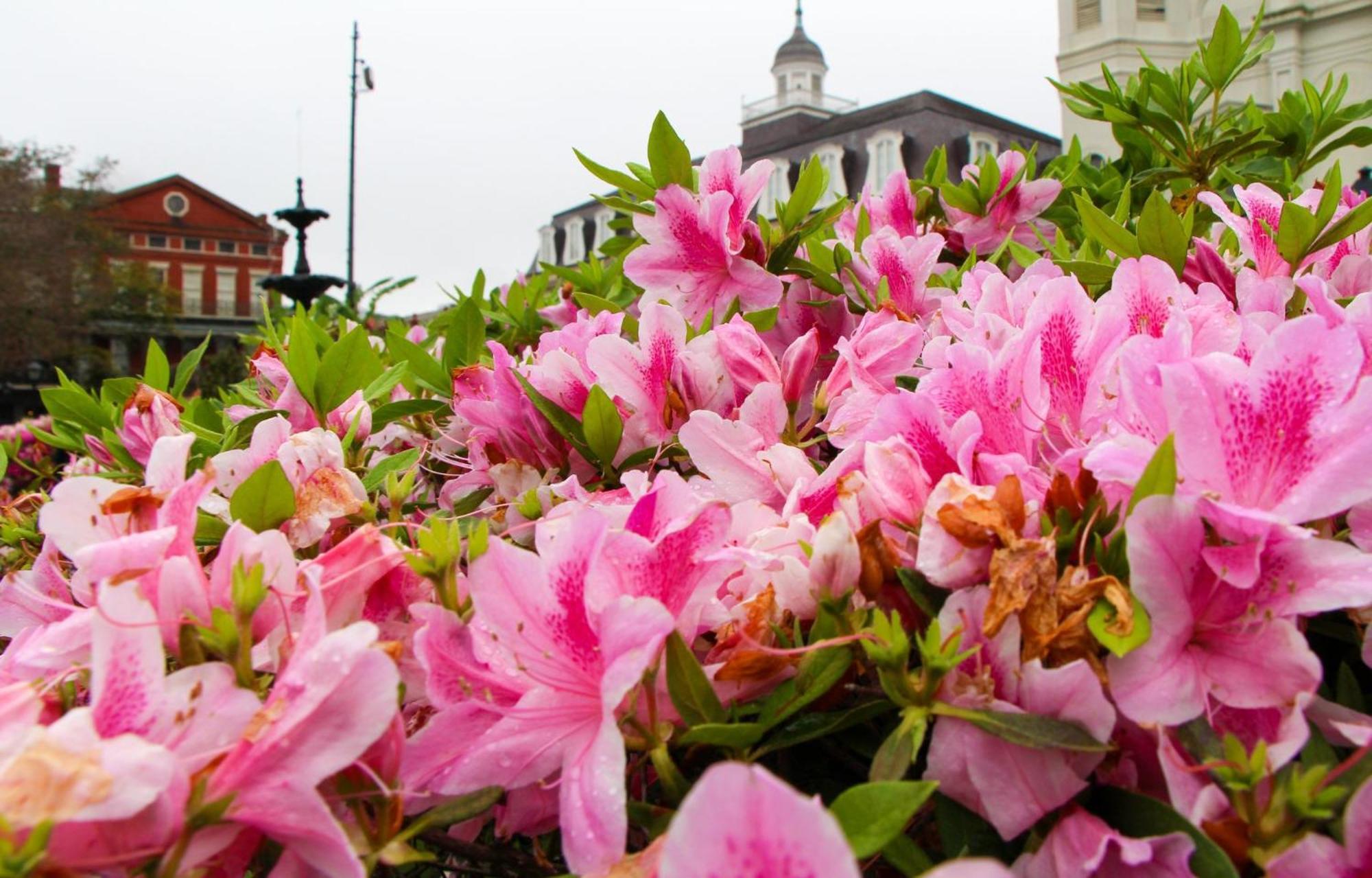 Holiday Inn Express New Orleans - Arts District By Ihg Exteriör bild